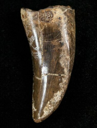 Tyrannosaur Tooth - Two Medicine Formation #14750